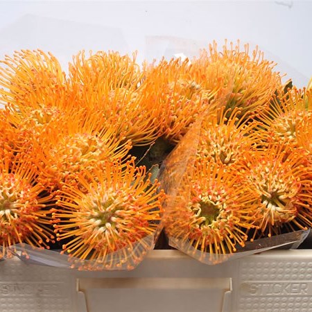 Leucospermum Soleil