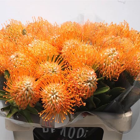 Leucospermum Soleil