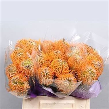 Leucospermum Soleil