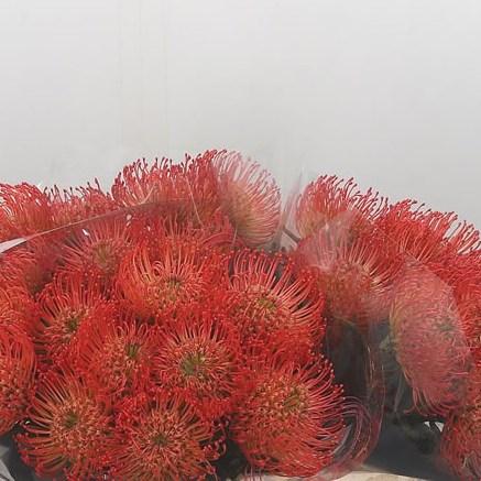Leucospermum Succession