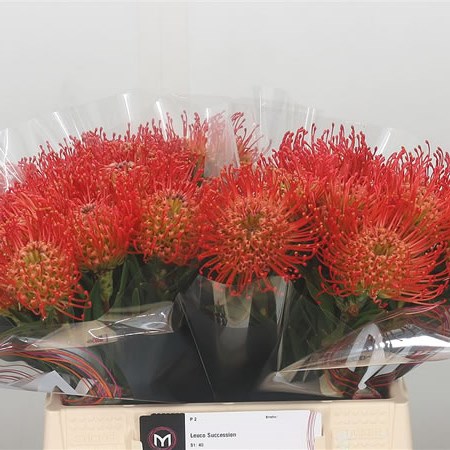 Leucospermum Succession