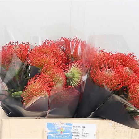 Leucospermum Succession