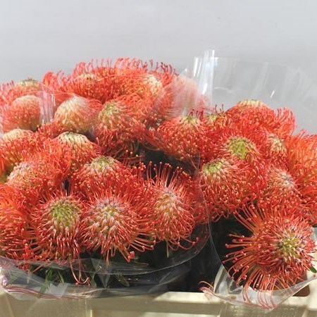 Leucospermum Succession