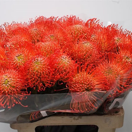 Leucospermum Succession