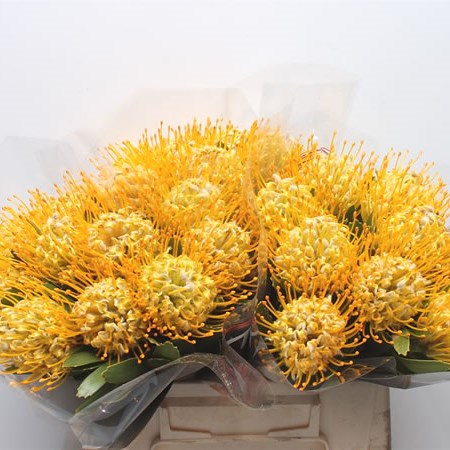 Leucospermum Sunbird