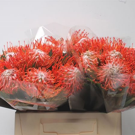 Leucospermum Tango