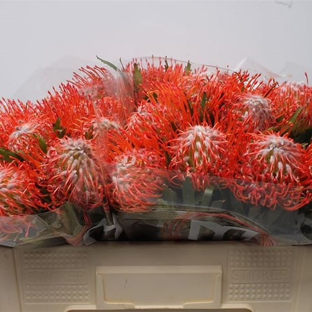 Leucospermum Tango