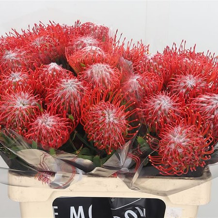 Leucospermum Tango