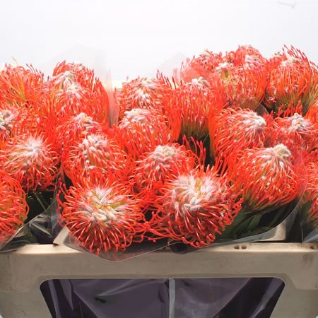Leucospermum Tango