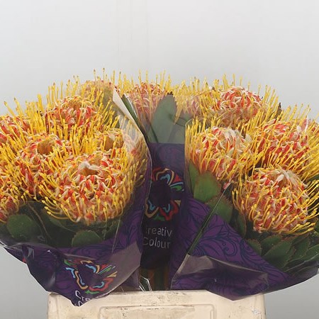 Leucospermum Veldfire