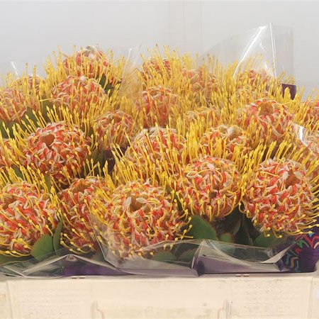 Leucospermum Veldfire