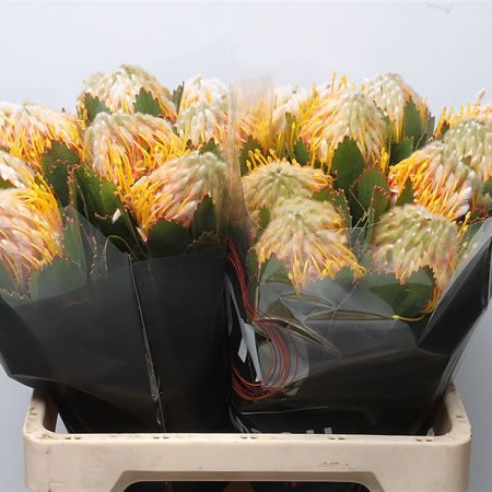 Leucospermum Veldfire