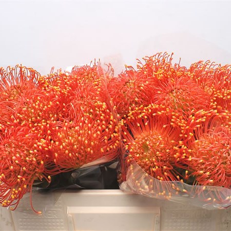 Leucospermum Vlam