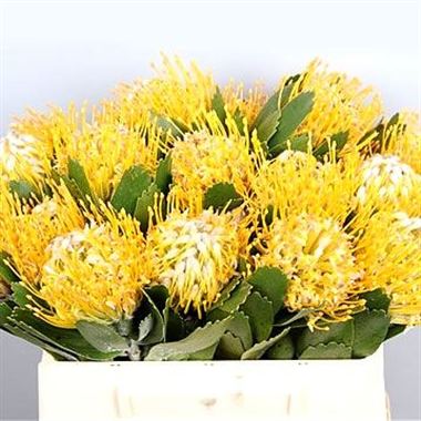 Leucospermum Cuneiform