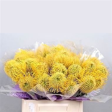 Leucospermum High Gold