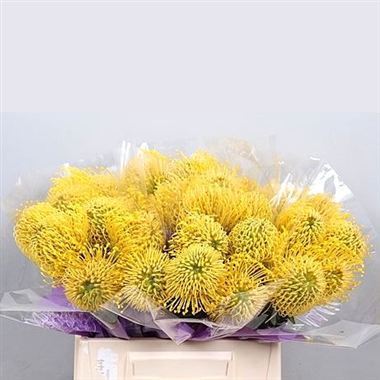 Leucospermum High Gold 40cm | Wholesale Dutch Flowers & Florist Supplies UK