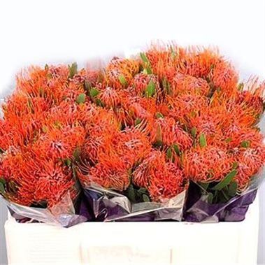 Leucospermum Saxosum