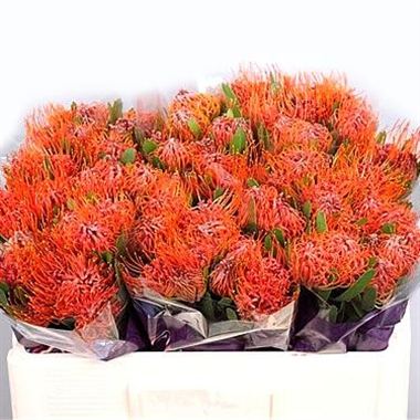 Leucospermum Saxosum