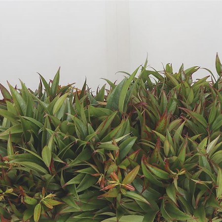 Leucothoe Rainbow