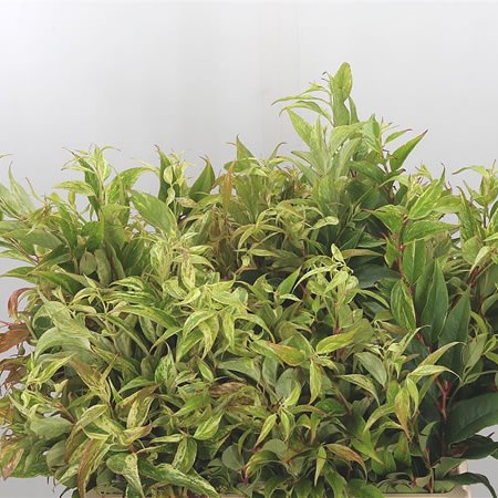 Leucothoe Rainbow