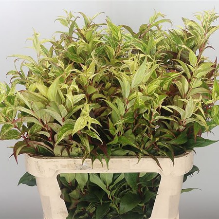 Leucothoe Rainbow