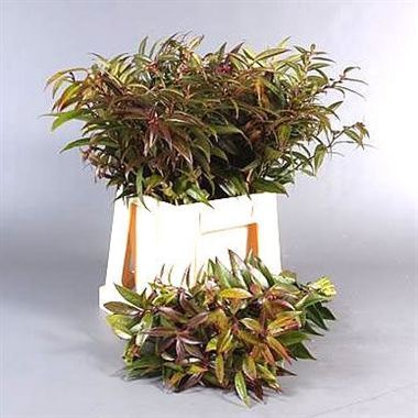 Leucothoe Rainbow