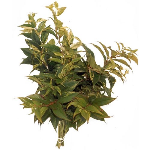 Leucothoe Rainbow