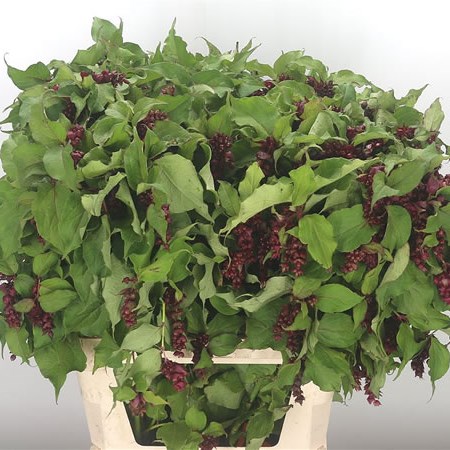 Leycester Formosa Purple Rain