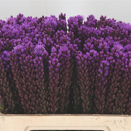 Liatris Spitica Callilepis