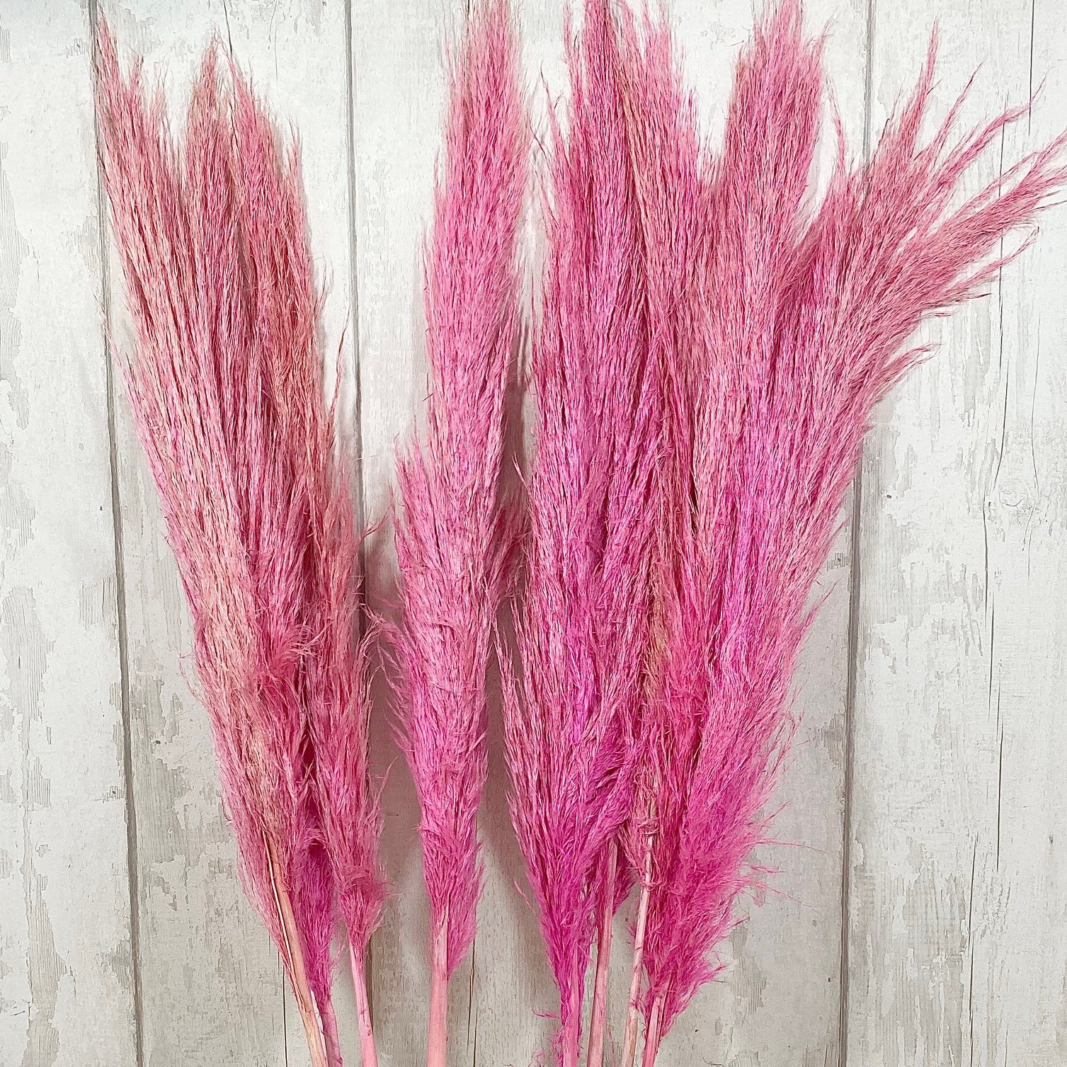 Cortaderia Pampas Grass Dyed Pink