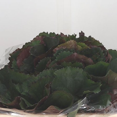 Ligularia Leaves