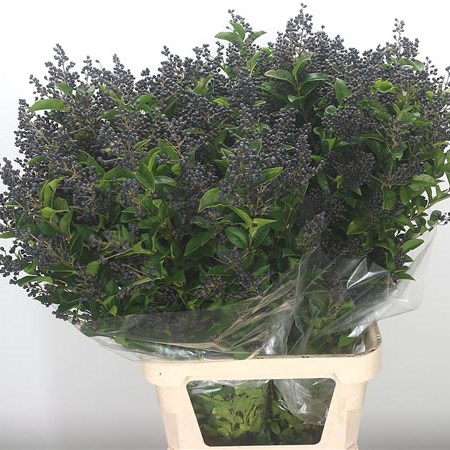 Ligustrum Libelle