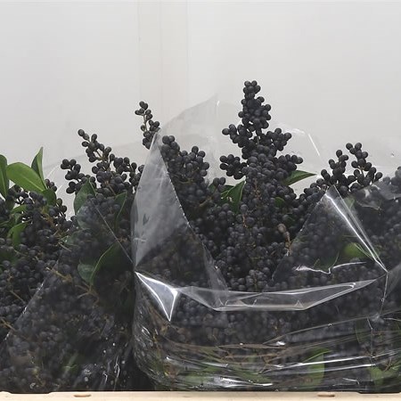 Ligustrum Libelle