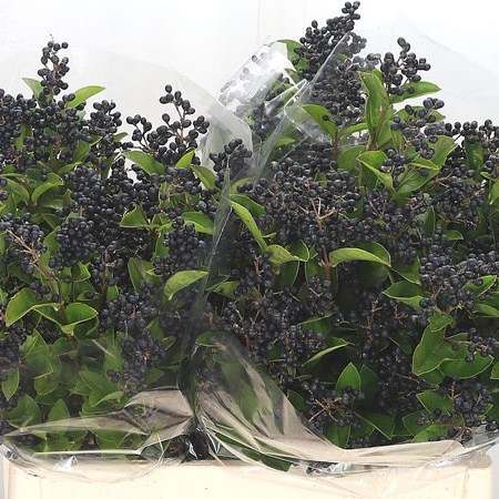Ligustrum Libelle