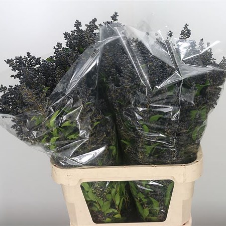 Ligustrum Libelle (Extra)