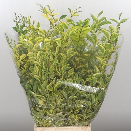Ligustrum Variegated