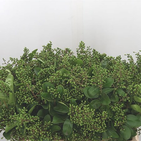 Ligustrum Winter Jewel