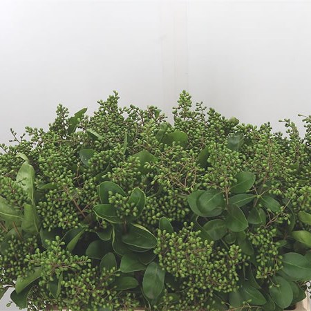 Ligustrum Winter Jewel