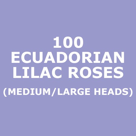 Roses Lilac (Ecuador)