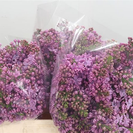 Lilacs Herman Eilers
