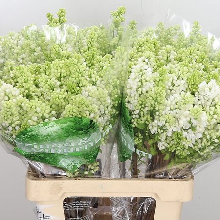 Lilacs Madame Florent Stepman