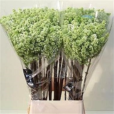 Lilacs Madame Florent Stepman