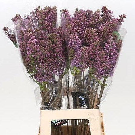 LILACS RUHM VON HORSTENSTEIN - 2 BUDS