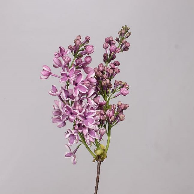 Lilacs Vulg Sensation