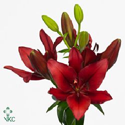 Lily Asiatic Marianne Timmer