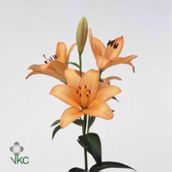 Lily La. Advantage