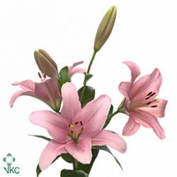 Lily LA. Brindisi