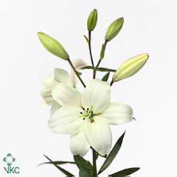 Lily la. Litouwen