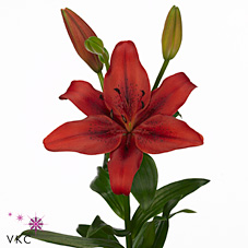 Lily la. Original Love