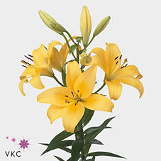Lily LA. Pavia